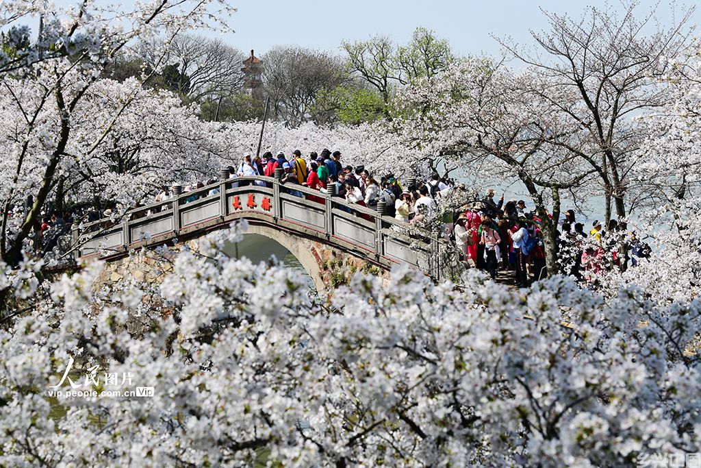 江蘇無錫黿頭渚冬季梅花節(jié)探秘，冬日梅花的魅力盛宴即將開啟