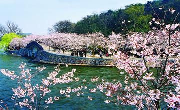 江蘇無錫黿頭渚冬季梅花節(jié)探秘，冬日梅花的魅力盛宴即將開啟