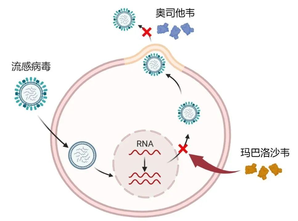 瑪巴洛沙韋需求激增超200%，市場趨勢分析及挑戰(zhàn)探討