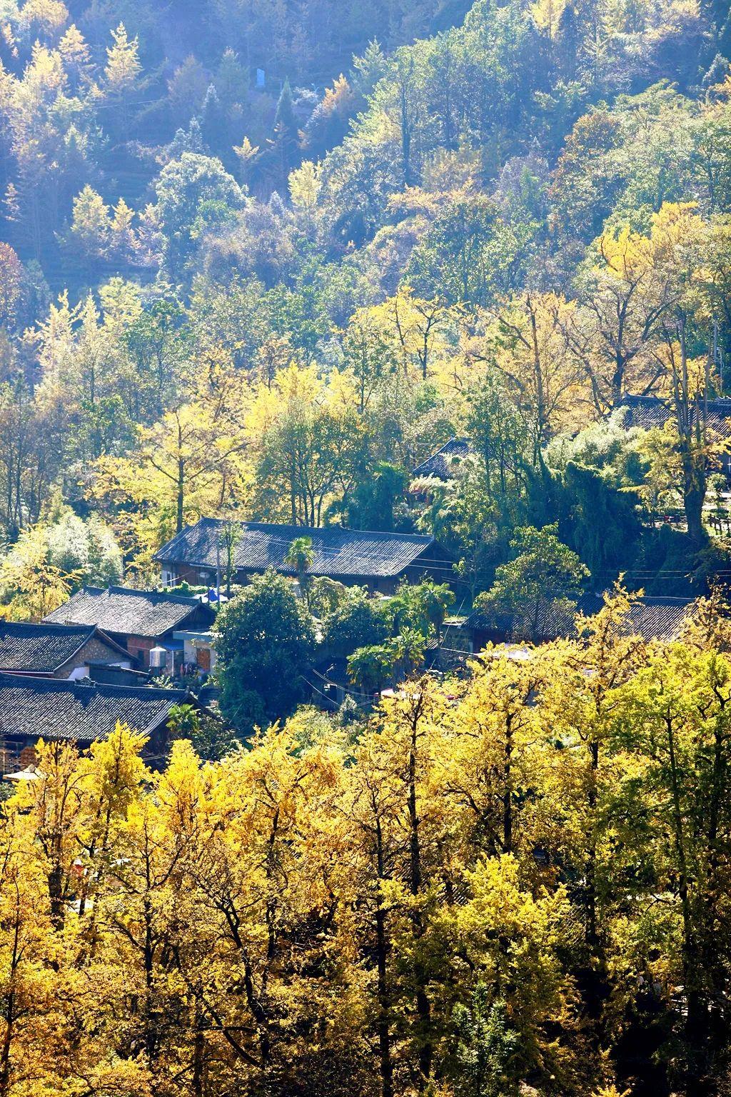 貴州盤(pán)州妥樂(lè)村千年古銀杏林夜景煥新，傳統(tǒng)與現(xiàn)代融合之美