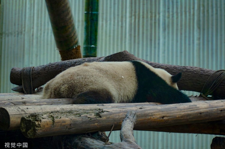 重慶動(dòng)物園搬遷背后的謠言解析與真相揭秘