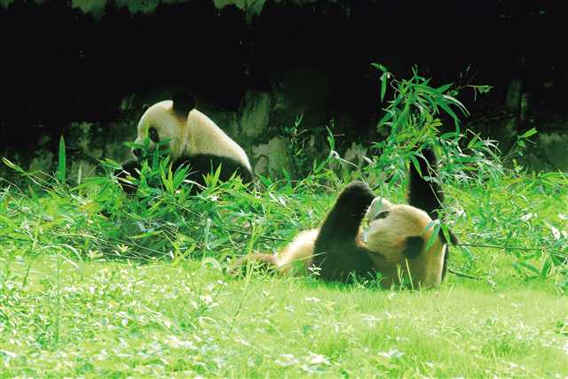 重慶動(dòng)物園搬遷背后的謠言解析與真相揭秘