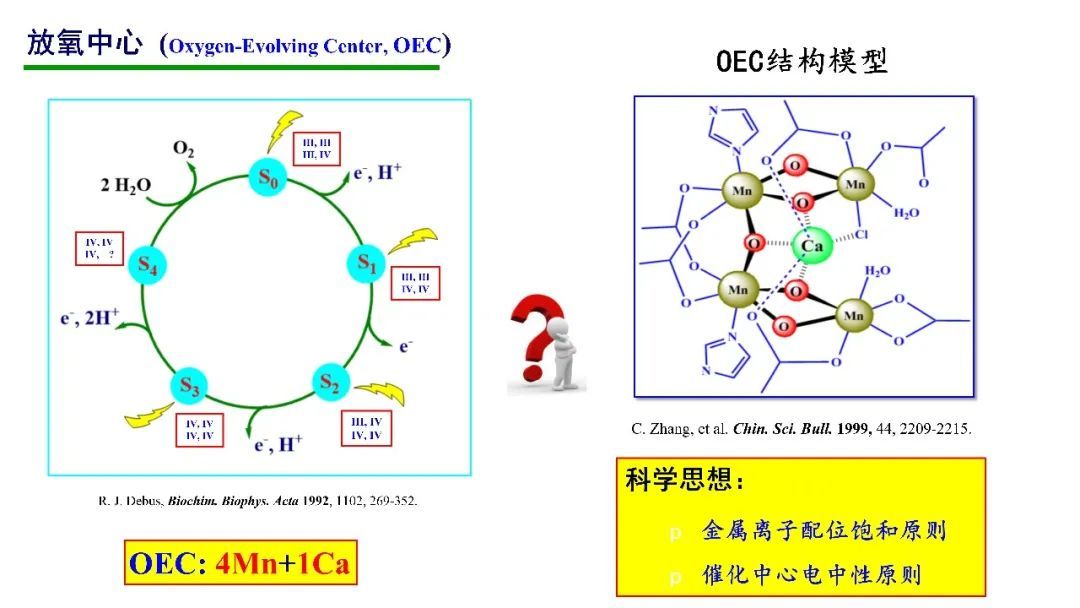 生物光合作用系統(tǒng)，揭示自然能源之奧秘