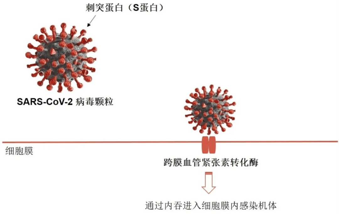 全球新冠疫苗接種進展面臨變異毒株挑戰(zhàn)，公共衛(wèi)生應(yīng)對策略與全球挑戰(zhàn)