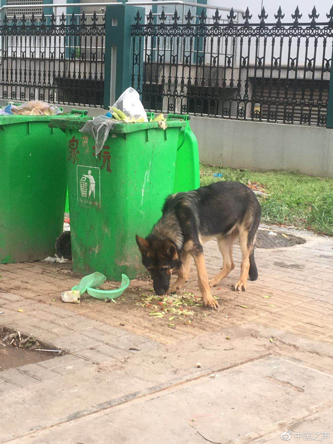 云南警犬遭通報(bào)批評(píng)引發(fā)廣泛關(guān)注