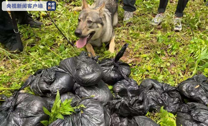 云南警犬遭通報(bào)批評(píng)引發(fā)廣泛關(guān)注