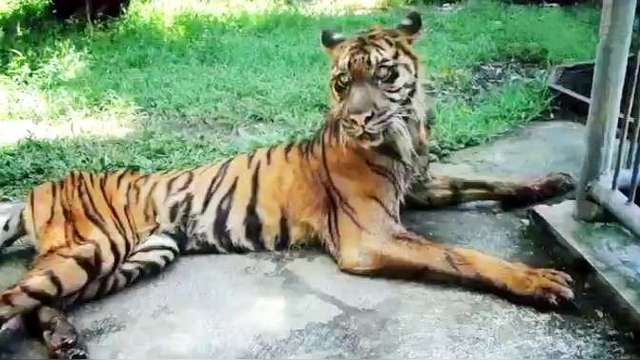 老虎餓成皮包骨事件引發(fā)關(guān)注，動物園回應(yīng)及社會反思