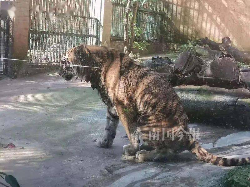 老虎餓成皮包骨事件引發(fā)關(guān)注，動物園回應(yīng)及社會反思