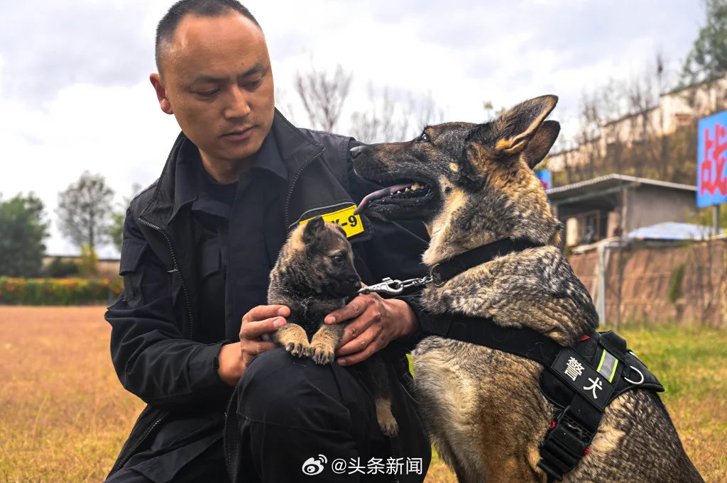 四只警犬上班摸魚事件，回應(yīng)與深度探討