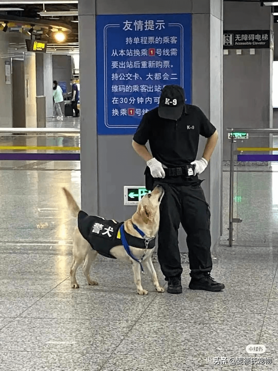 四只警犬上班摸魚事件，回應(yīng)與深度探討