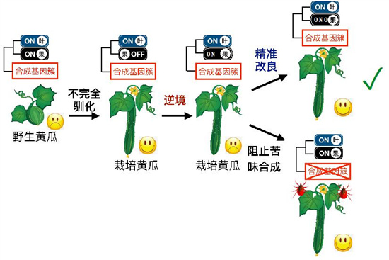 基因編輯技術(shù)對(duì)農(nóng)業(yè)改良的推動(dòng)作用研究