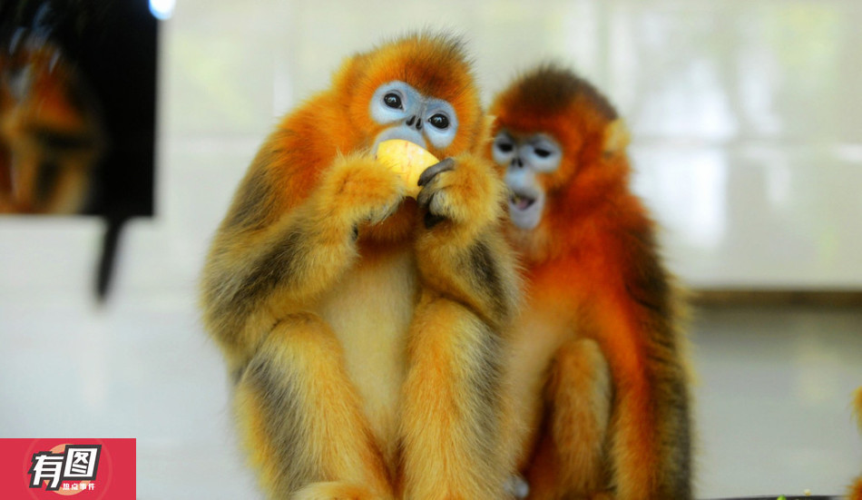 重慶動物園金絲猴吉吉的離世，生命的終章與回憶的永恒