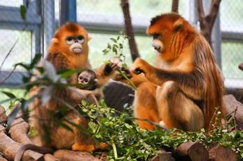 重慶動物園金絲猴吉吉的離世，生命的終章與回憶的永恒