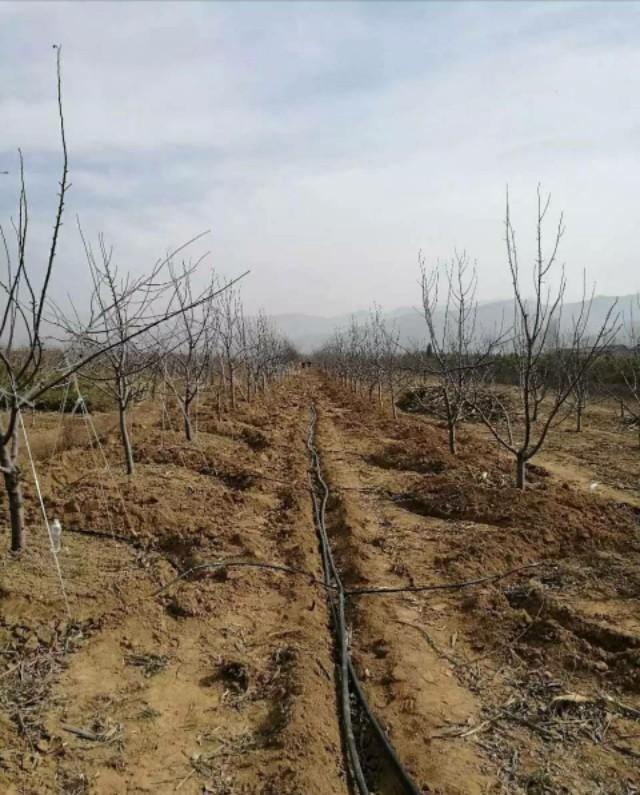 自動(dòng)化灌溉技術(shù)助力家庭園藝騰飛之道