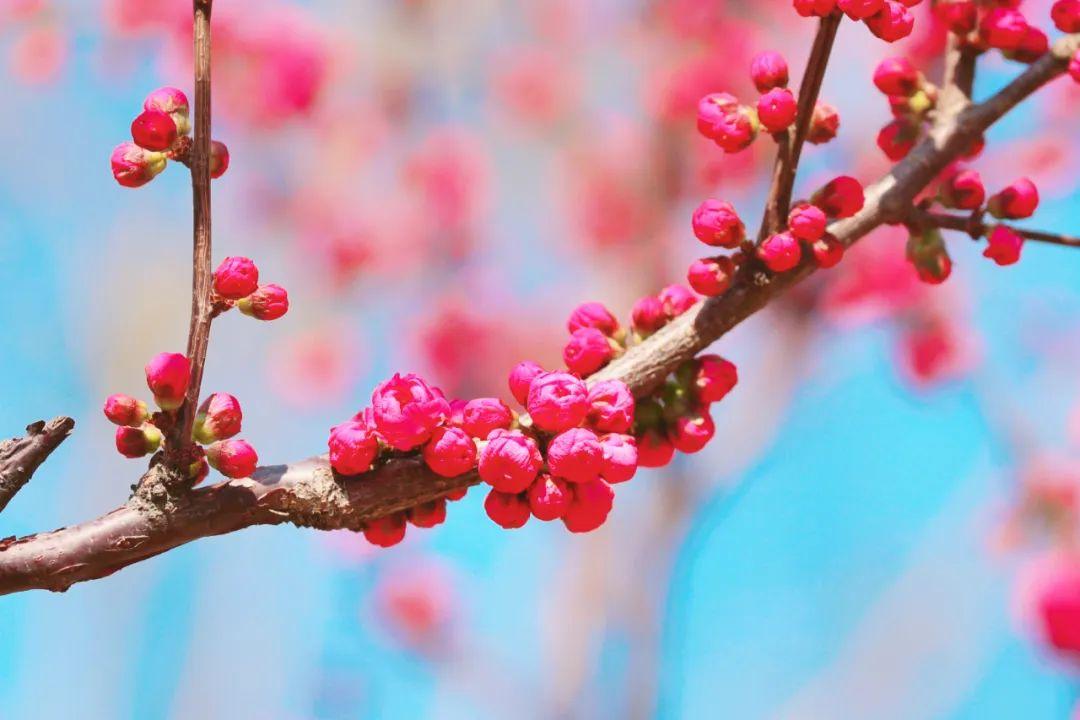 繁花盛宴，八人聚餐僅耗七百元