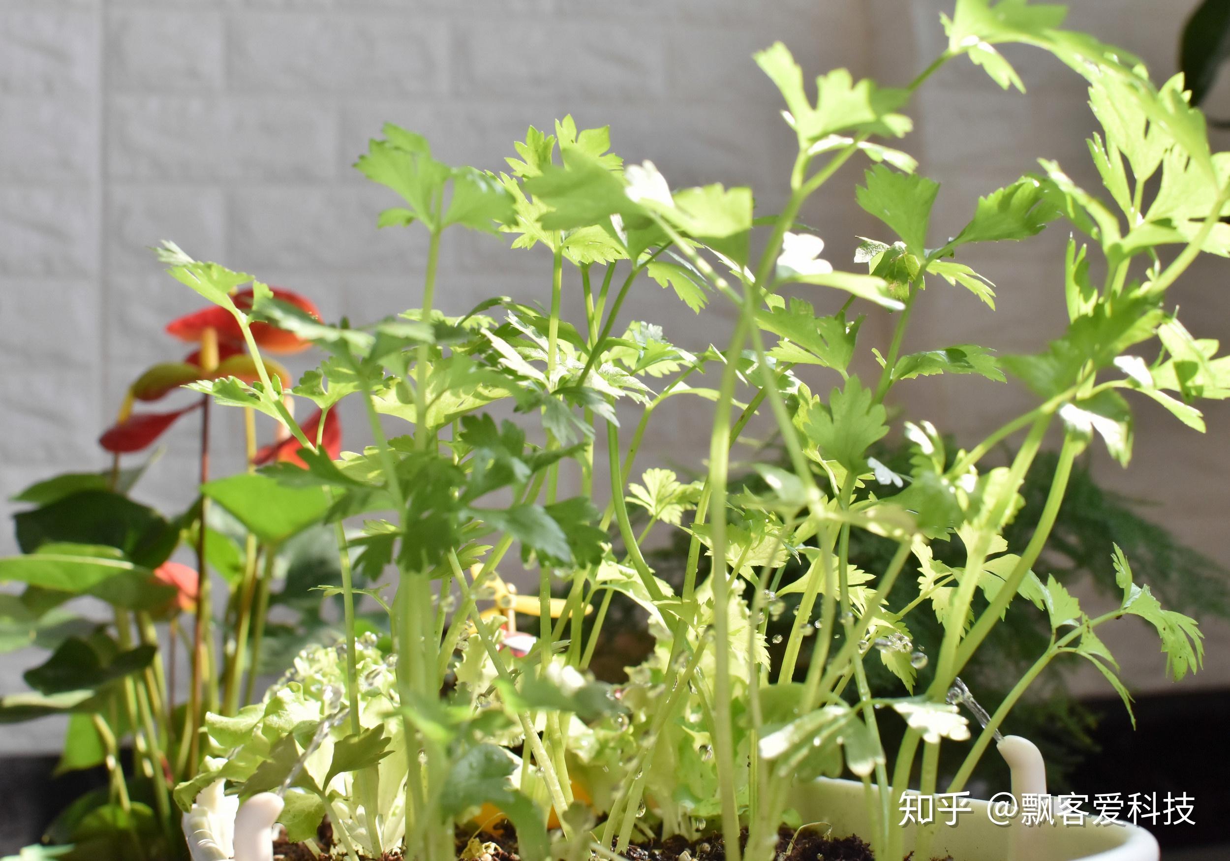 智能園藝助手，家庭室內(nèi)植物管理專家