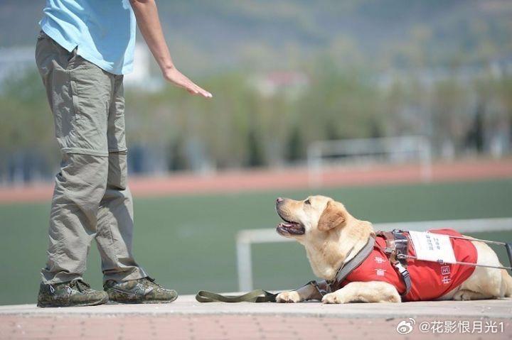 地鐵上的無聲守護(hù)者，導(dǎo)盲犬乖乖與特殊乘客的旅程