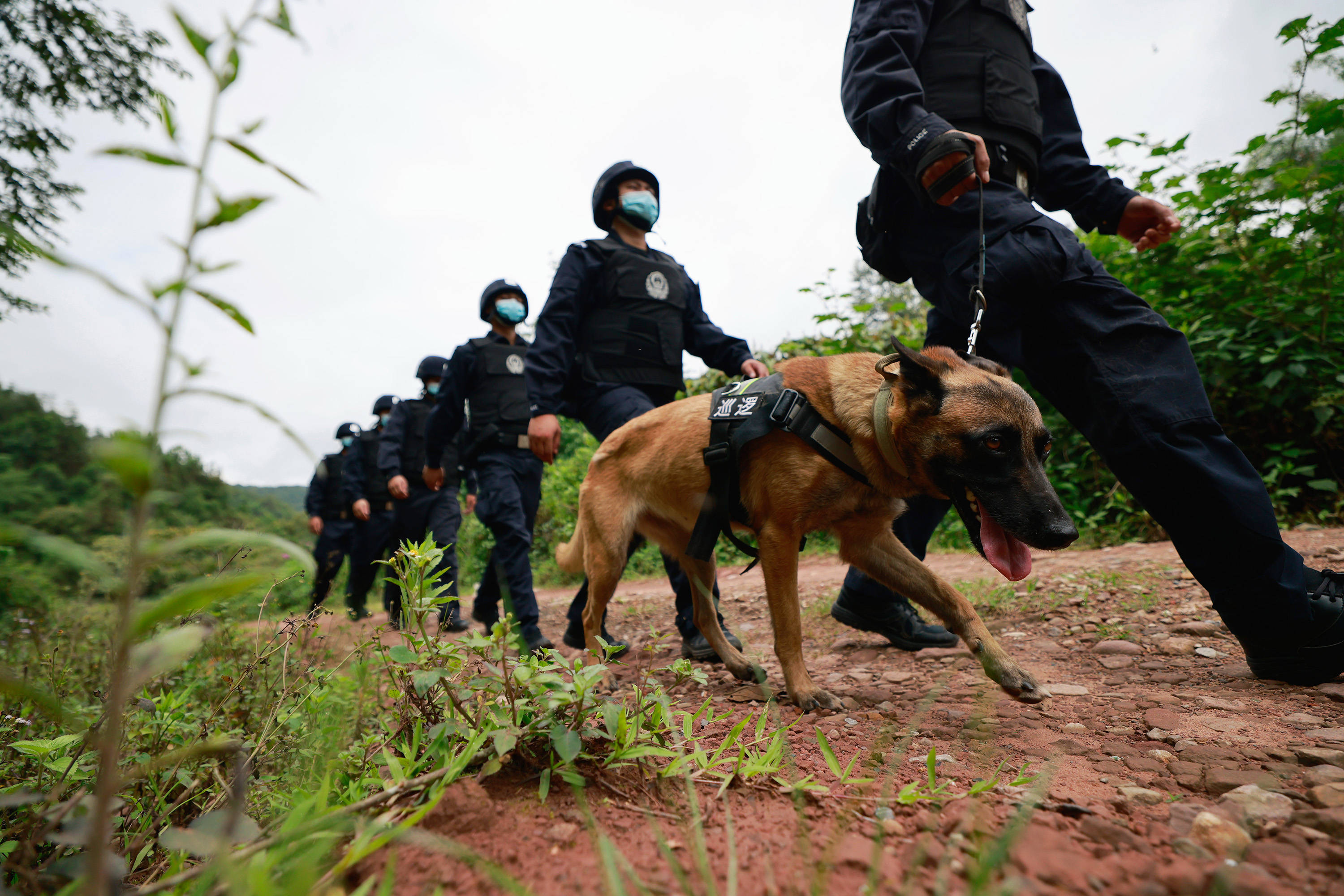 云南警犬遭遇连续通报批评，背后的故事与挑战引人深思